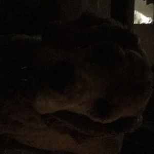 Meet your Posher, Patrick